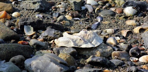 Fototapeta premium Empty shell from a pacific oyster laying in the sand at low tide in The Wadden Sea National Park, Denmark