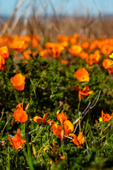 orange flowers in the garden