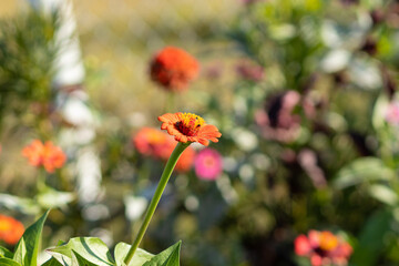 flor laranja no jardim