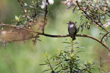 flycatcher on flowering branch on green background in summer