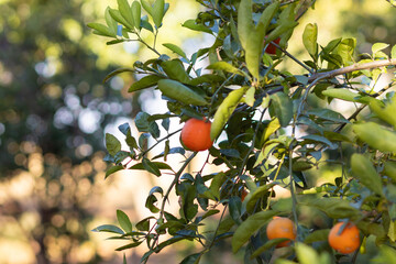 pé de laranja com laranjas