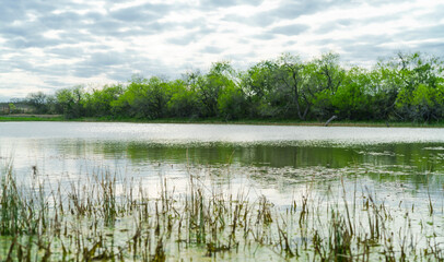 Lake Edge with Grass Reeds and Lush Green Trees Under a Blanket of Clouds