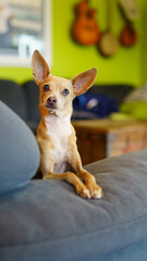 Chihuahua Giving Full Attention