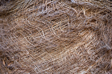 pattern of structural fibrous palm trunk