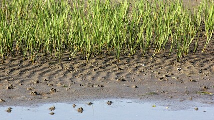 Tidal marsh wetland, The Wadden Sea National Park, Southern Jutland, Denmark ( Vadehavet )	