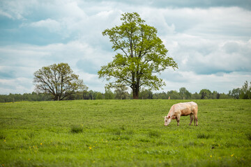 Fototapeta premium Cows graze in the meadow. Countryside green grass field