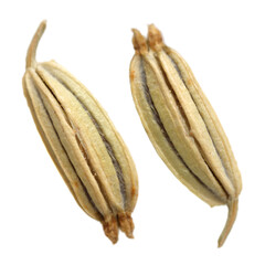 Fennel seeds on white background