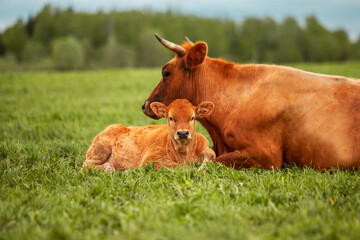 Newborn Cow calf with momma in the meadow green field of countryside