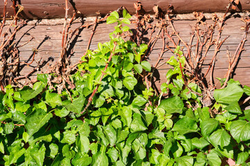 grape vine plant on the wooden log wall