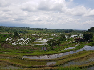 rizière ou culture de champs de riz, patrimoine UNESCO, coin incourtounable à visiter en Asie, agriculture à l'ancienne, vaste champs de culture, plein de verdure et bassin de culture