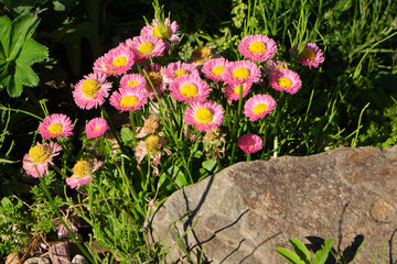 Red daisy flowers closeup macro background photo