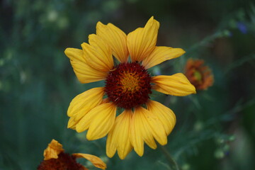 yellow flower in the garden