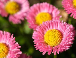 Red daisy flowers closeup macro background photo