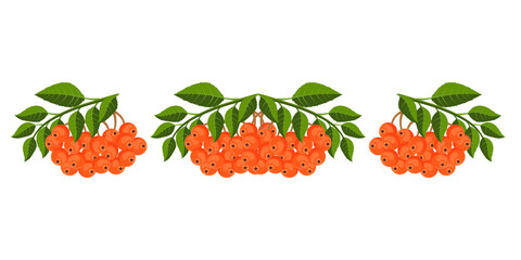 Set of bright vector rowan twigs isolated on a white background.