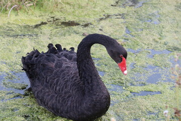 Cigno nero in Grecia