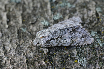 Closeup on the sycamore moth, Acronicta aceris on a piece of wood