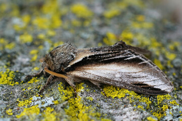 Closeup on the the swallow prominent, Pheosia tremula