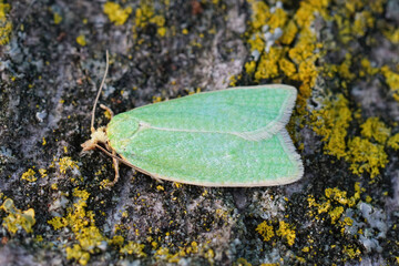 Closeup on the small green oak moth, Tortrix viridana