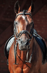 portrait of beautiful Trakehner stallion on stable background.  sunny morning