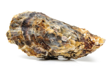 Fresh oyster on white background