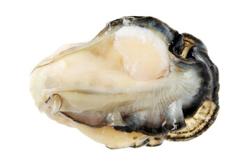 Fresh oyster on white background