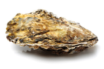 Fresh oyster on white background