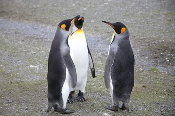 King penguin in South Georgia Island