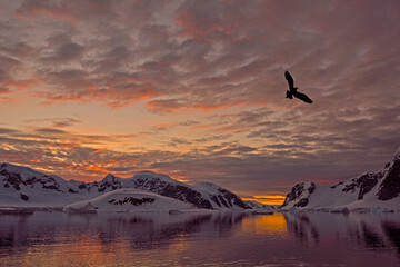 Antarctic Sunset with South Polar Skua Silhouette