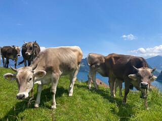Cow, Near Pilatus, Switzerland