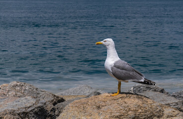 Fototapeta na wymiar seagull standing on the rock at the sea shore