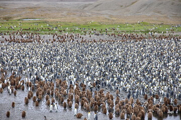 View of South Georgia Island