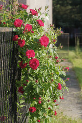 A red climbing rose bush on the fence in the early sunny morning