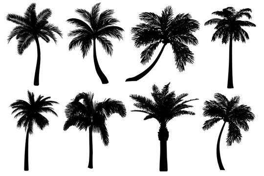 Palm tree silhouettes set isolated on white background.  Black tropical icons collection of coconut tree. Different shapes of highly detailed realistic outline drawings. Vector illustration EPS10