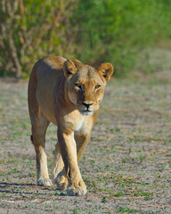 A female lion on the prowl - Botswana