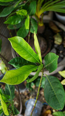 leaves on the ground