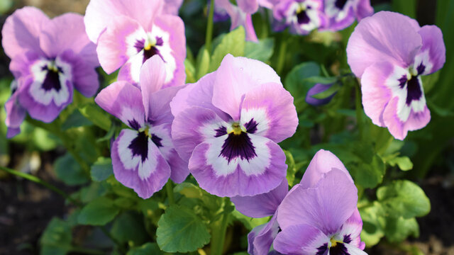 Pink Pansies Flowers. Pink Pansy