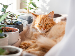 Cute ginger cat lying on window sill among flower pots with houseplants. Fluffy domestic animal near succulent Crassula plants. Cozy home lit with sunlight.