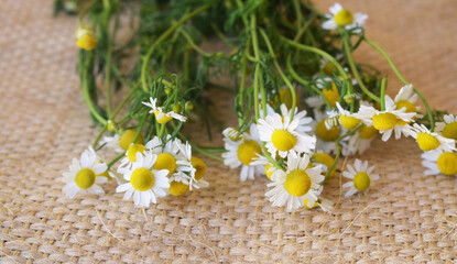 Fototapeta na wymiar chamomile herbs with leaves on woven surface