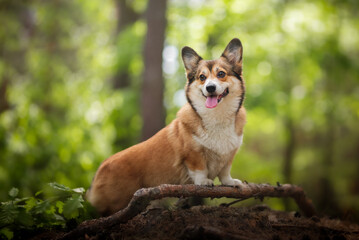 Naklejka na ściany i meble Welsh corgi pembroke dog in a forest lovely portrait