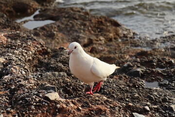 Uccello bianco sugli scogli in Grecia