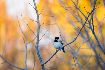 bird on the branch