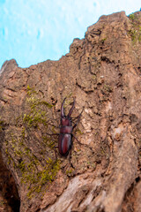 ノコギリクワガタ　鹿児島県