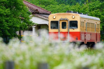 野花とレトロ列車　小湊鉄道　上総鶴舞駅