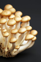 brown beech mushroom on black background 