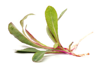 :Sonchus brachyotus DC on white background