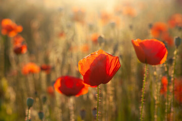 Red poppies in the field during sunset