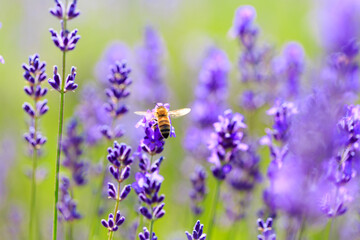 bee and lavender