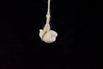 Tooth extracting method. Real human wisdom tooth hanging on thread