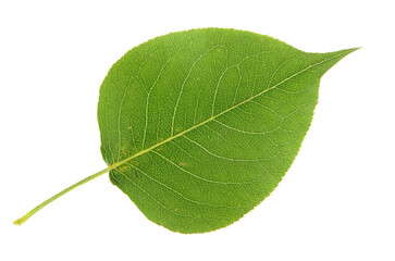 Leaf of Pear on white background