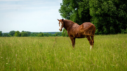 Young beautiful horse grazes on a green meadow